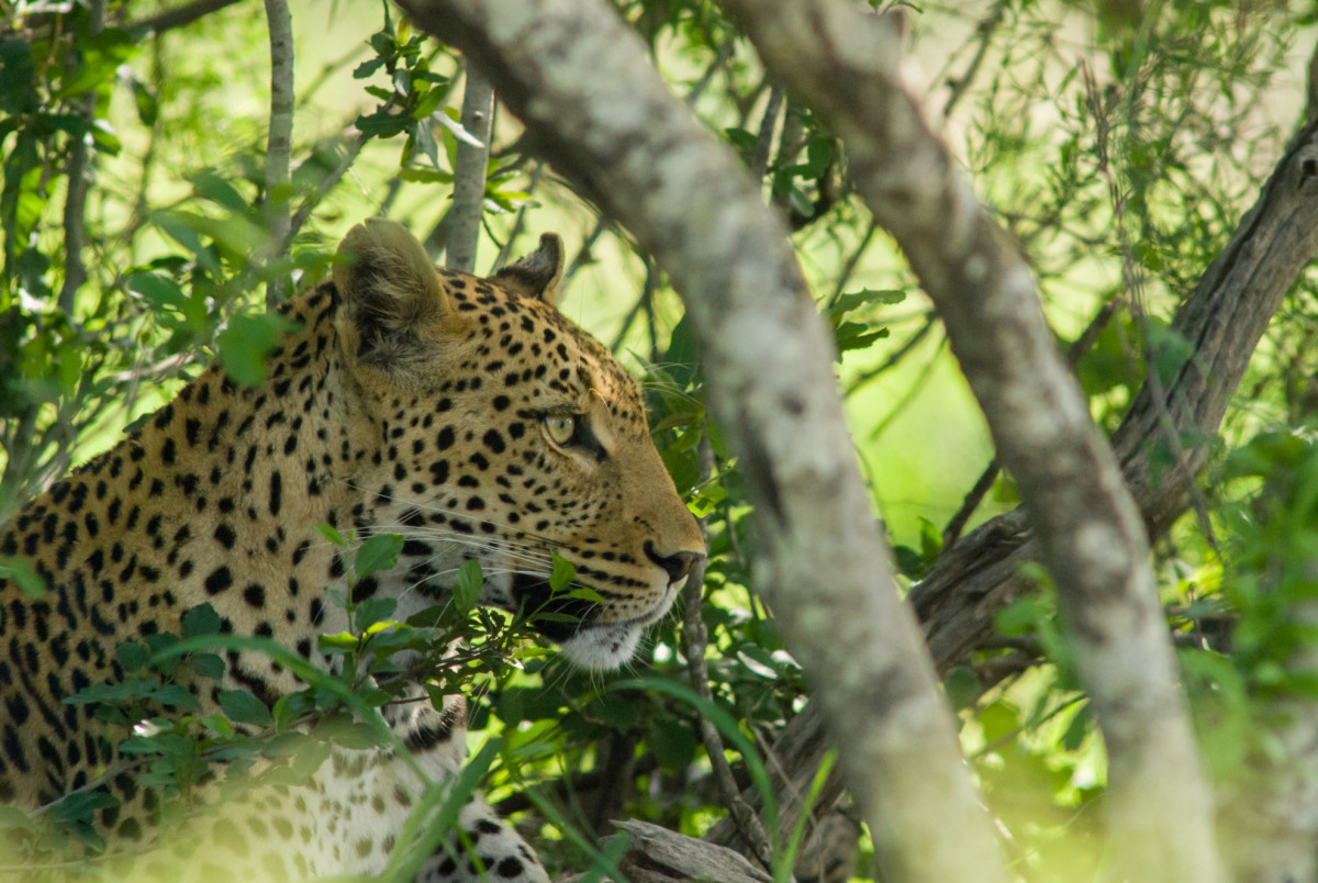 photo - ELEPHANT COAST GUESTHOUSE