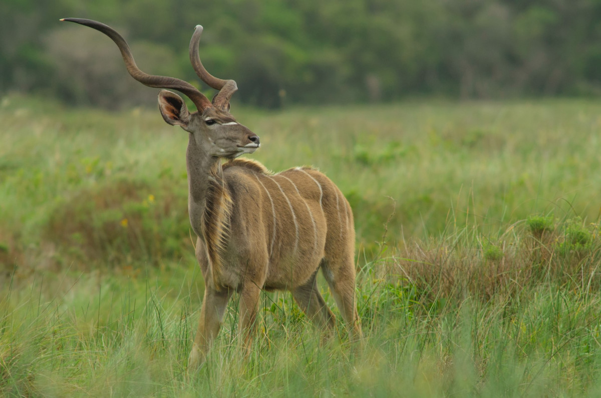 photo - ELEPHANT COAST GUESTHOUSE