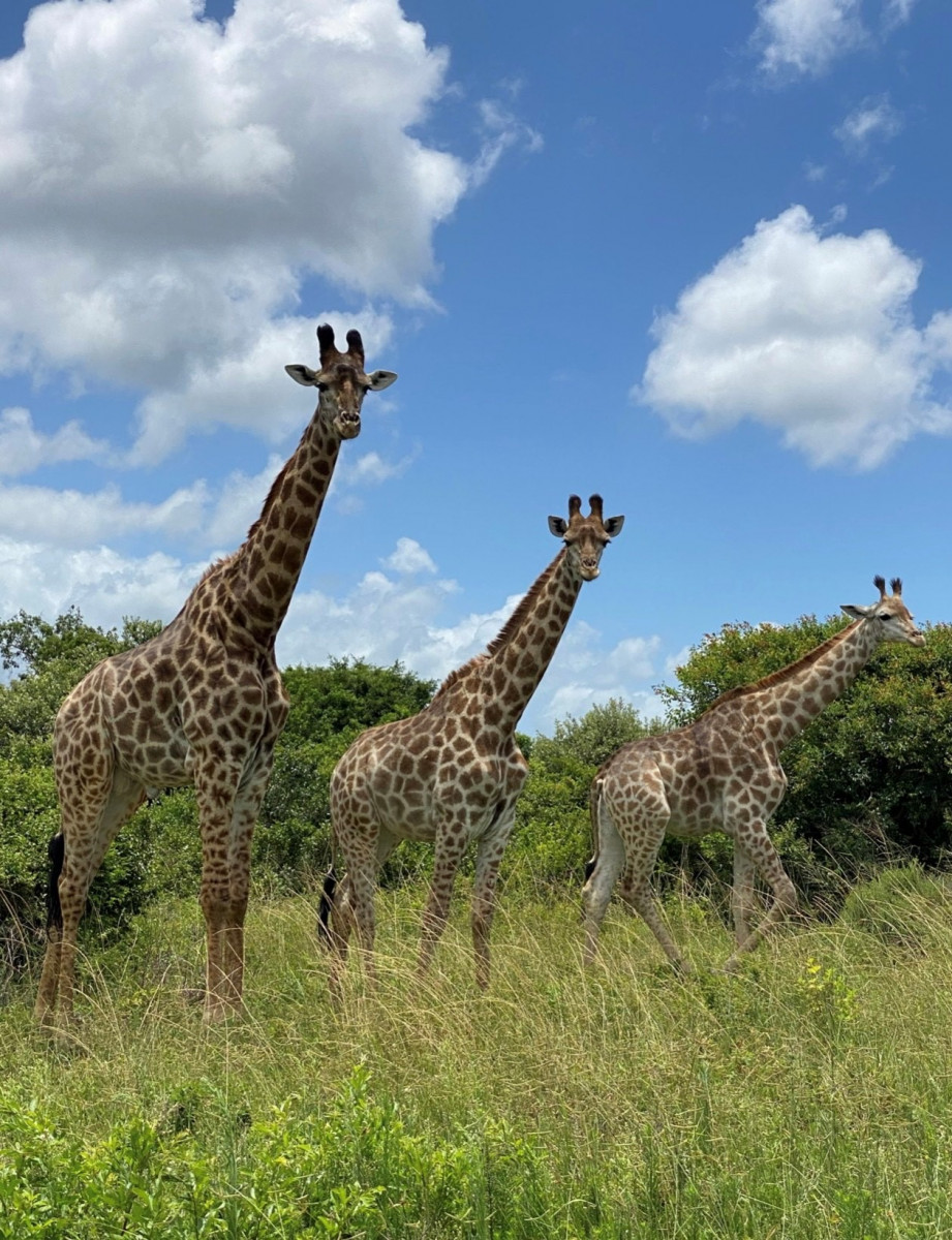 photo - ELEPHANT COAST GUESTHOUSE